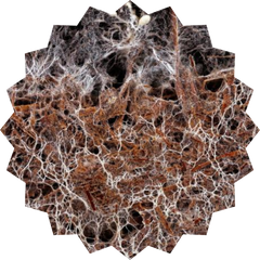 Beneficial Mycelial Fungi