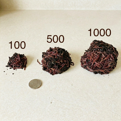 Red Wiggler Composting Worms – Eisenia Fetida for Vermicomposting