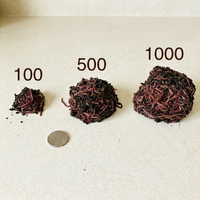 Red Wiggler Composting Worms – Eisenia Fetida for Vermicomposting